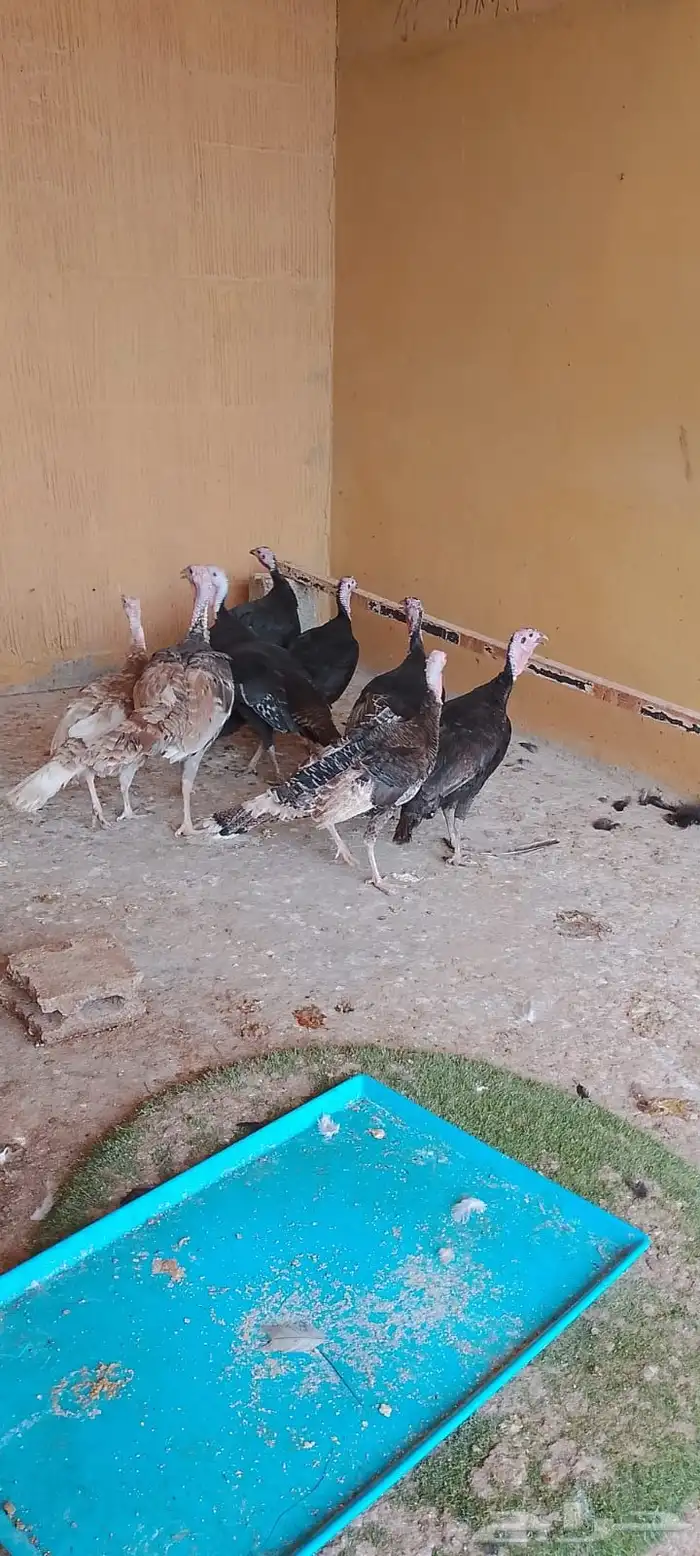 دجاج رومي 4