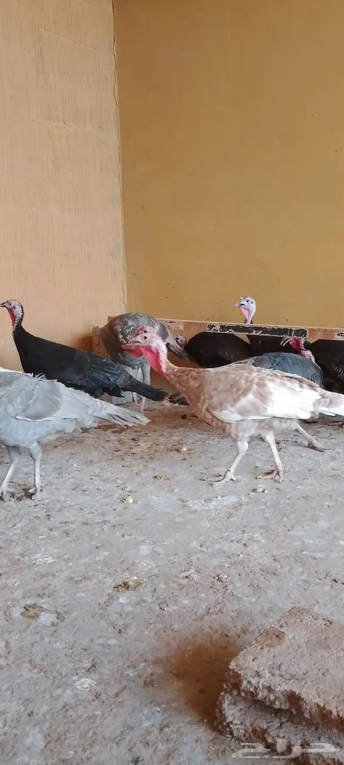 دجاج رومي 3