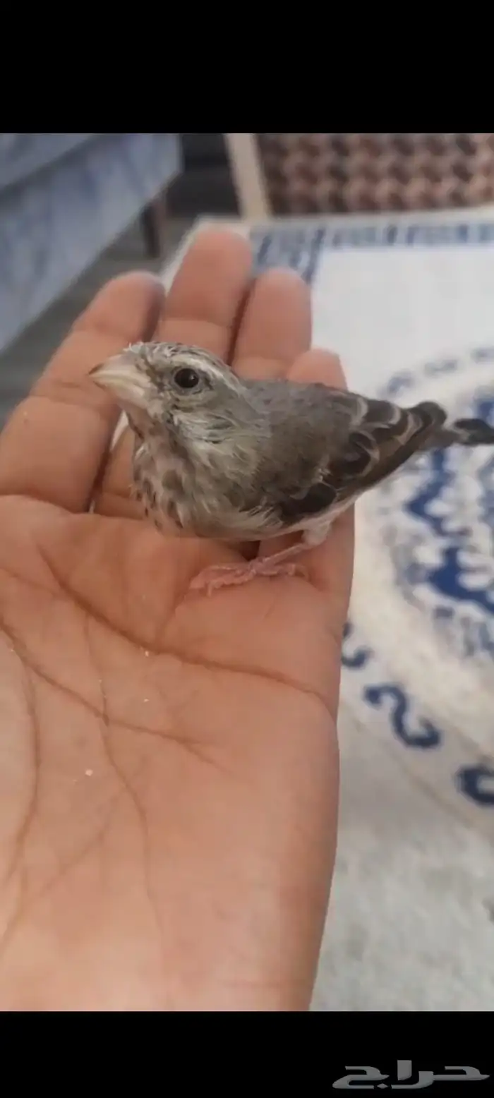 للبيع ياسمين بيور 0