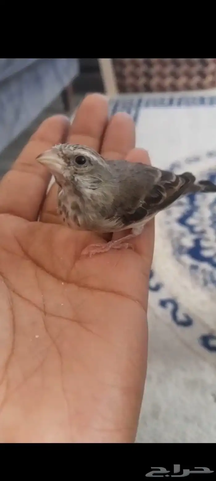 للبيع ياسمين بيور 1