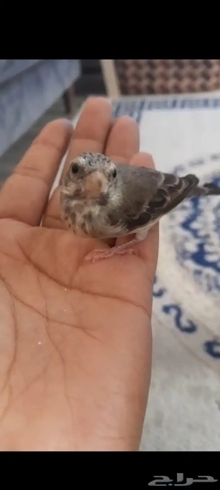 للبيع ياسمين بيور 2