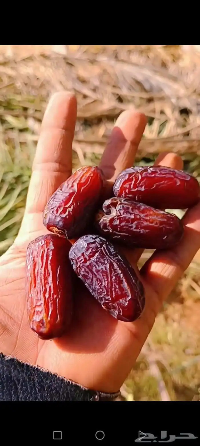 فراخه ونان للبيع 3
