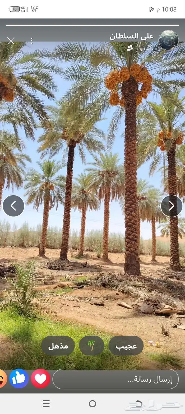 يوجد لدينا جميع انواع انخيل العربي وزينه الوشنطني 7