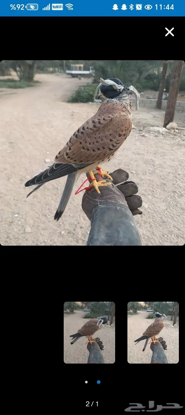 مطلوببب باشق او شبوط الرياض بسرعههه 0