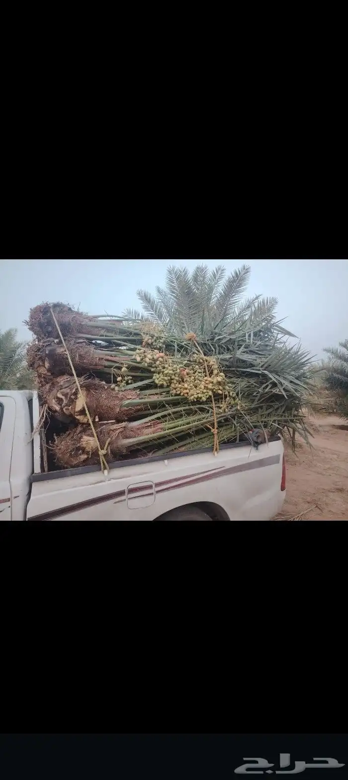 السلام عليكم ورحمة الله وبركاته يتوفر لدينا نخيل عربي للبيع 3