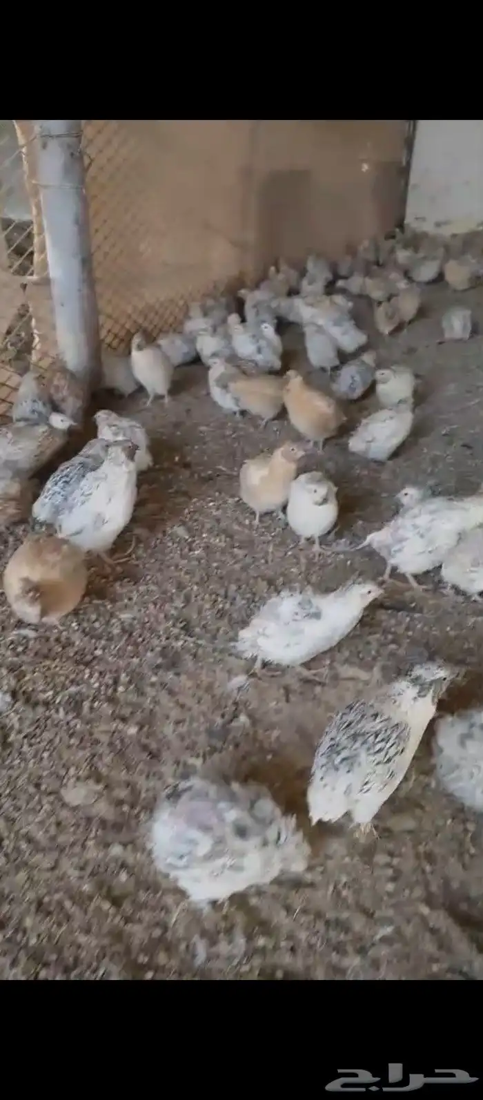 سمان بياض 2