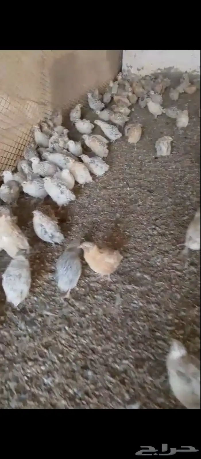 سمان بياض 1
