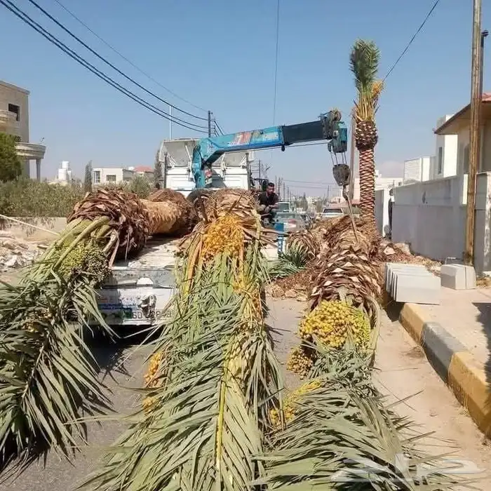 يوجد لدينا نخل عربي ووشنطني جميع المقاسات متوفره 7