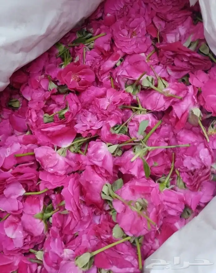 اطوق_ورد_طائفي  محل_فل_الرياض 2