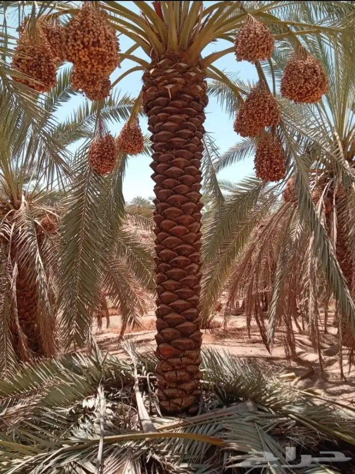 نخل عربي جميع انواع المقاسات 0