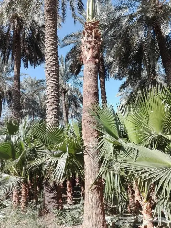 يوجد لدينا نخل عربي ووشنطني جميع المقاسات متوفره 8