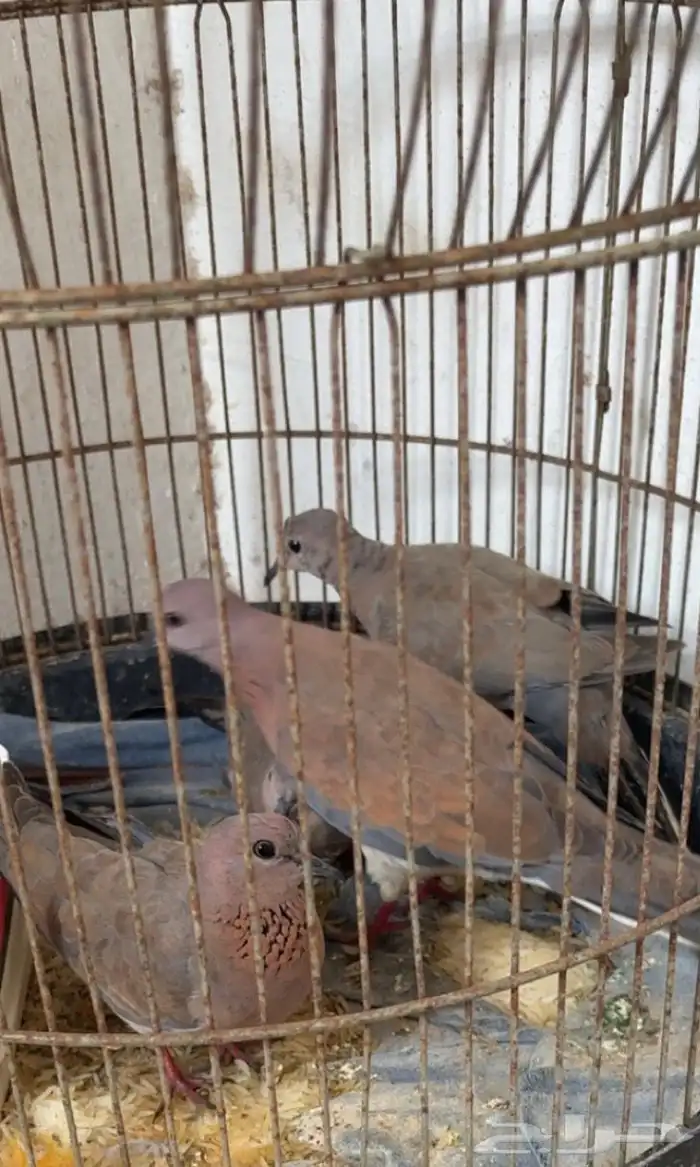 قماري للبيع 1