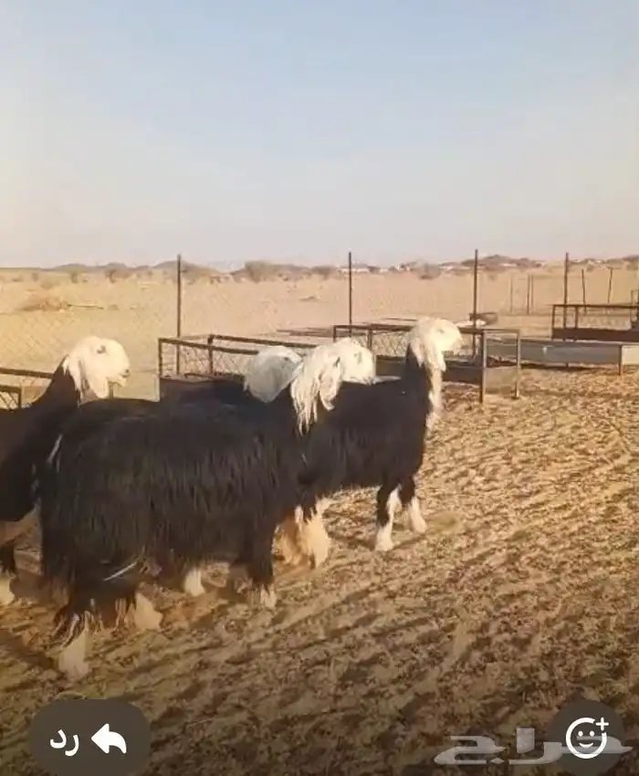 رخال نجد صنف فاخره 0