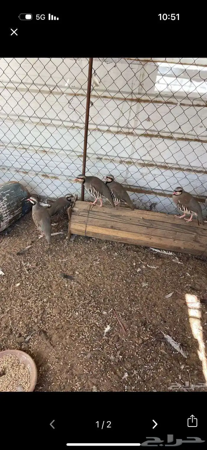 حجل أفغاني للبيع 7