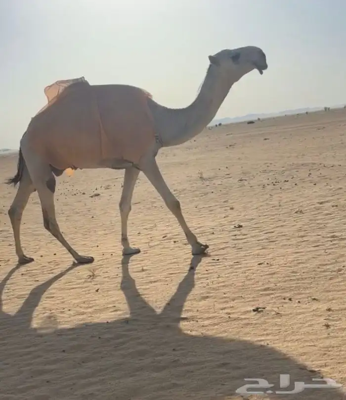 للبيع قعود كفوو 1