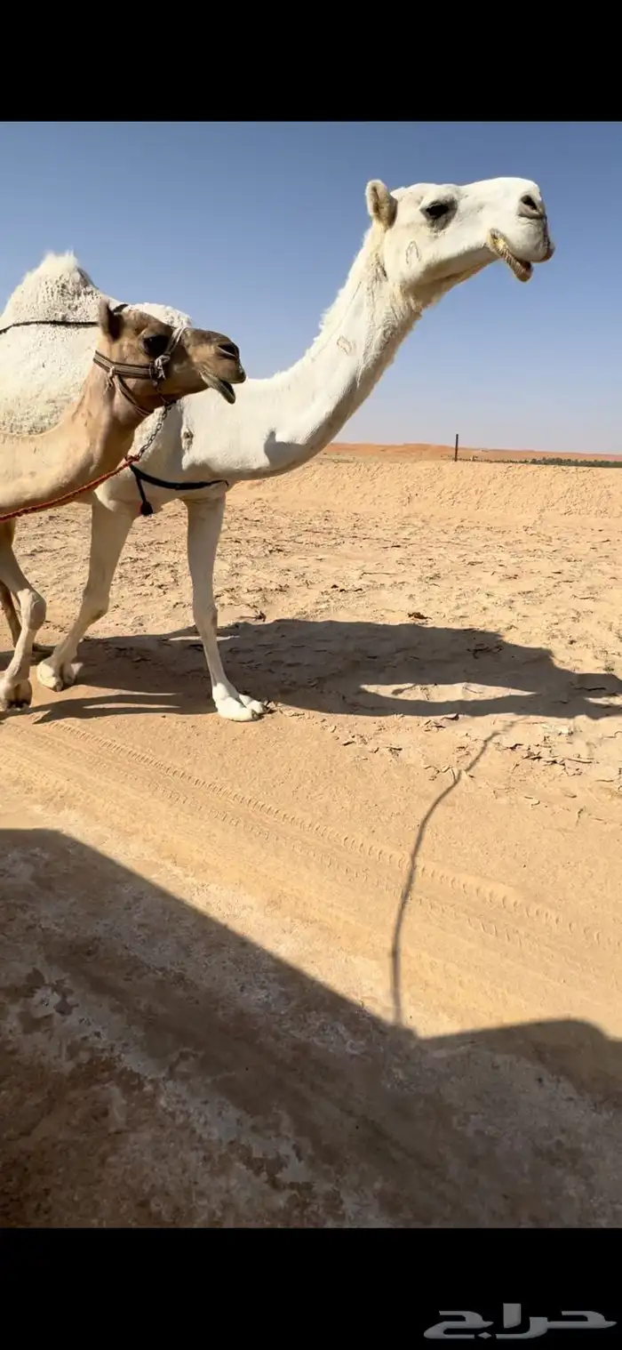 خفوت وضحا رمانية 0