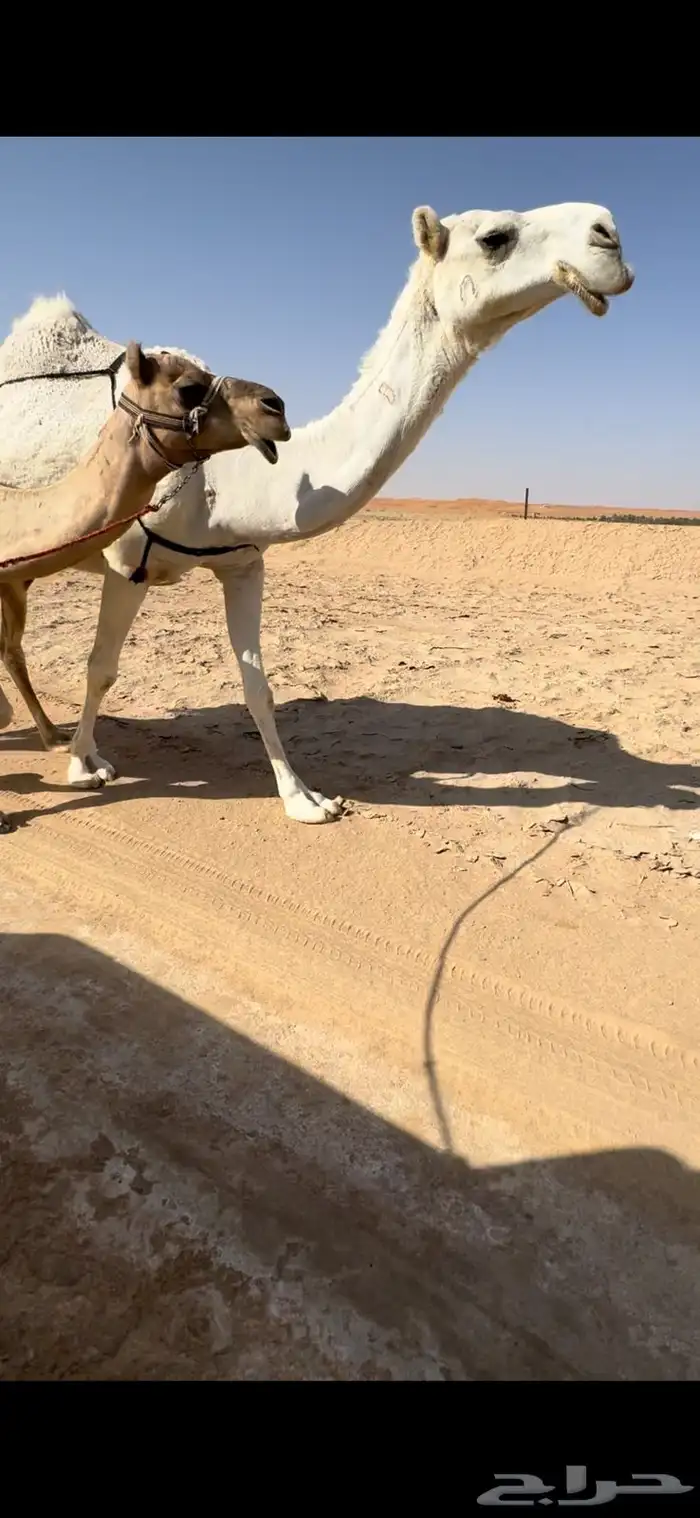 خفوت وضحا رمانية 1