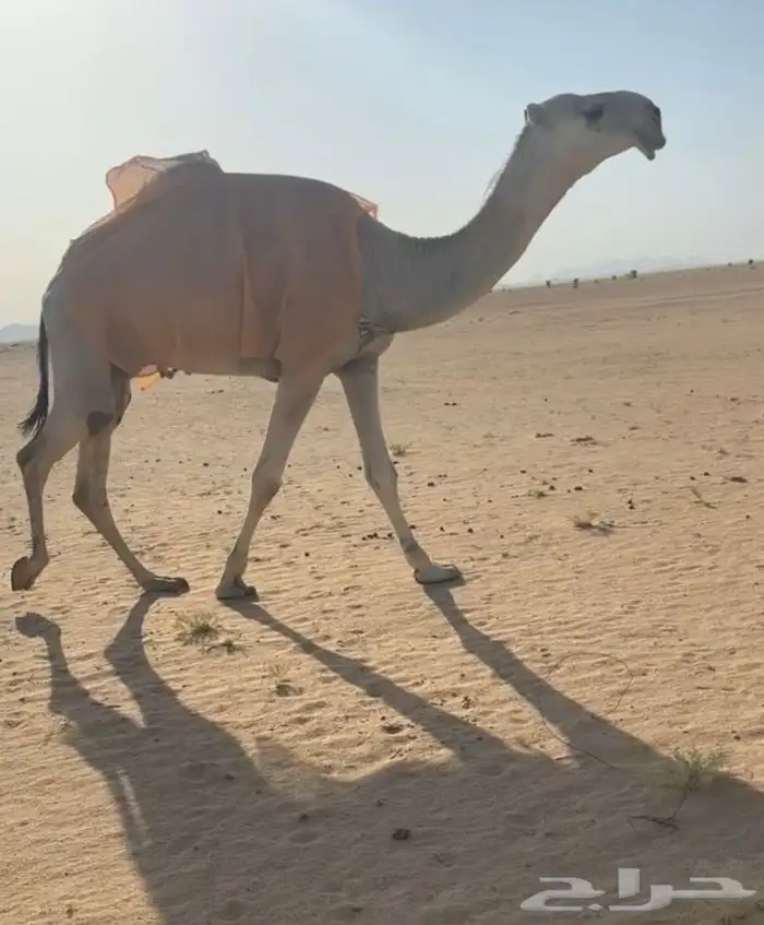 للبيع قعود كفوو 0