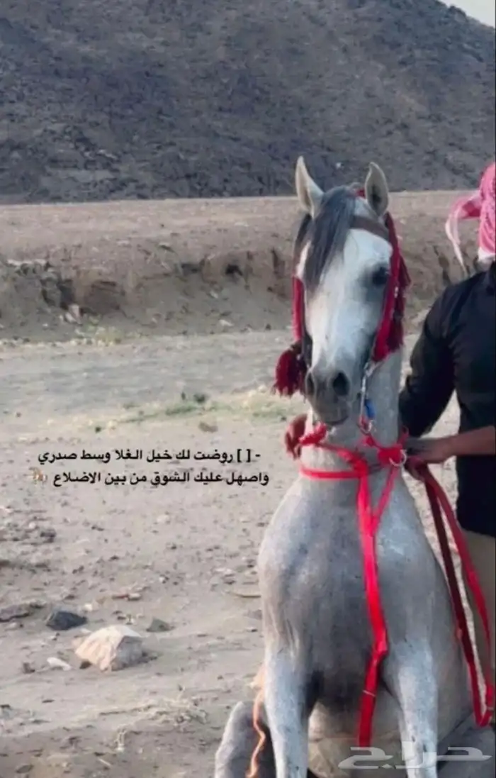 حصان واهو 3