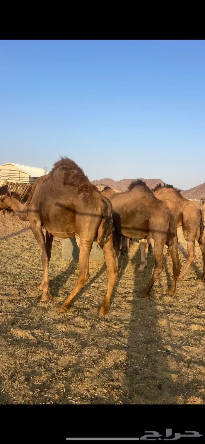 6 لقحات حمر طيبات من 6800 تم البيع 3