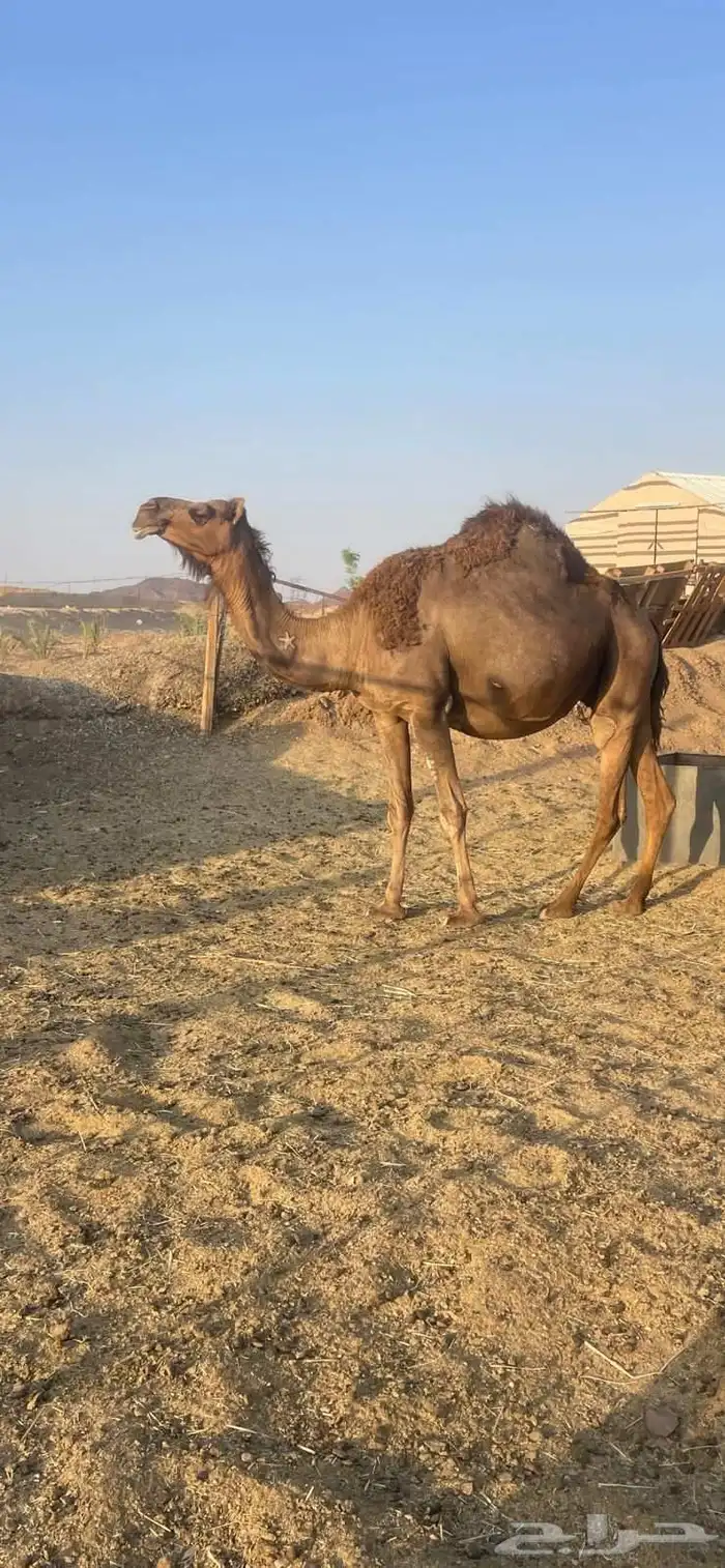 6 لقحات حمر طيبات من 6800 تم البيع 1