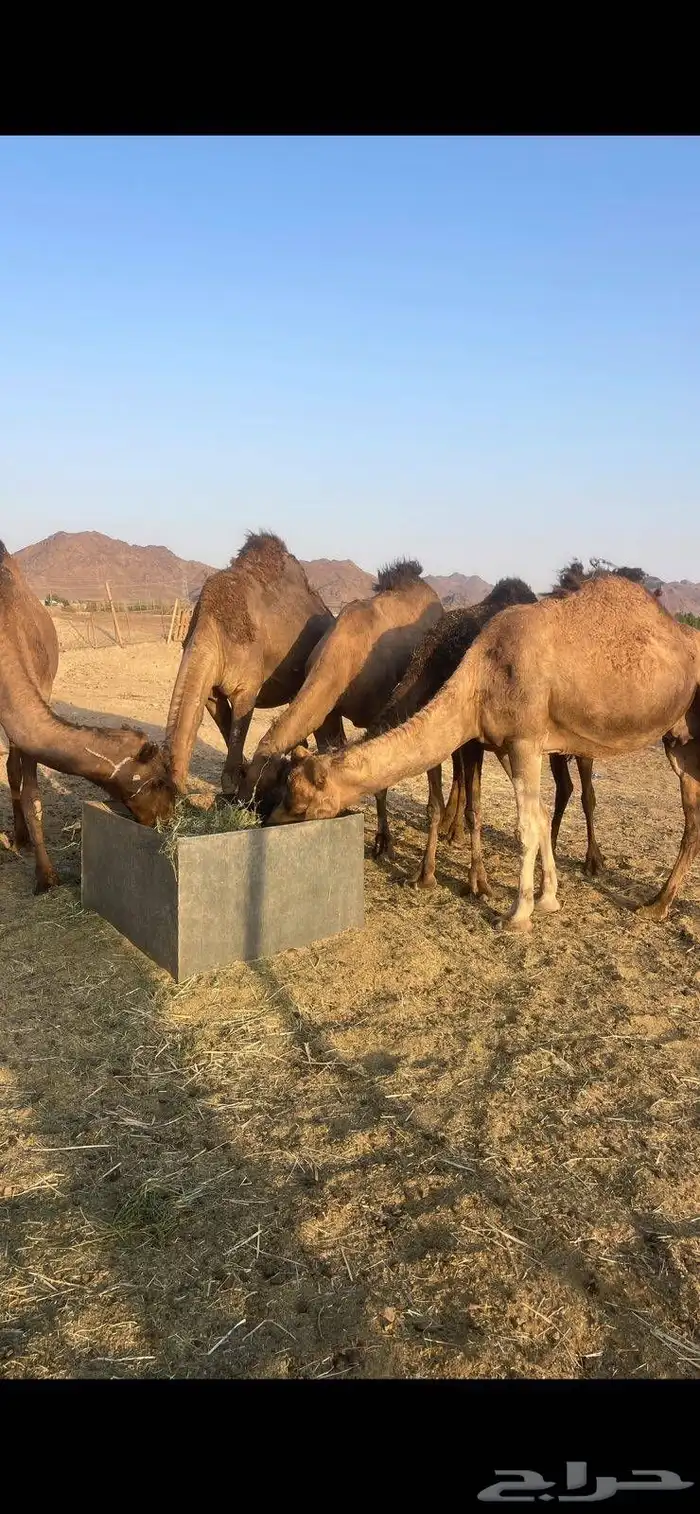 6 لقحات حمر طيبات من 6800 تم البيع 4