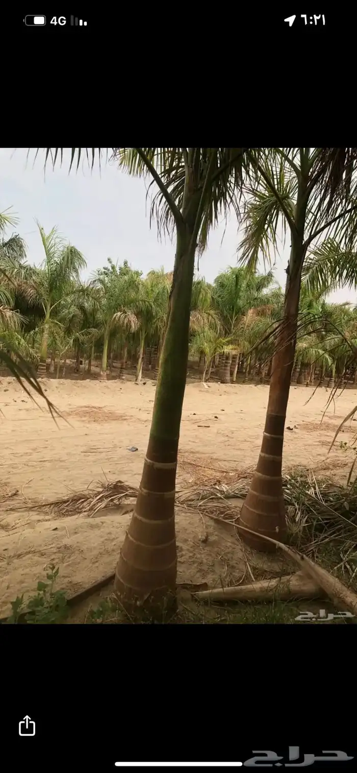 نخيل ملوكي ونخيل واشنطني بسعار مناسبه 7