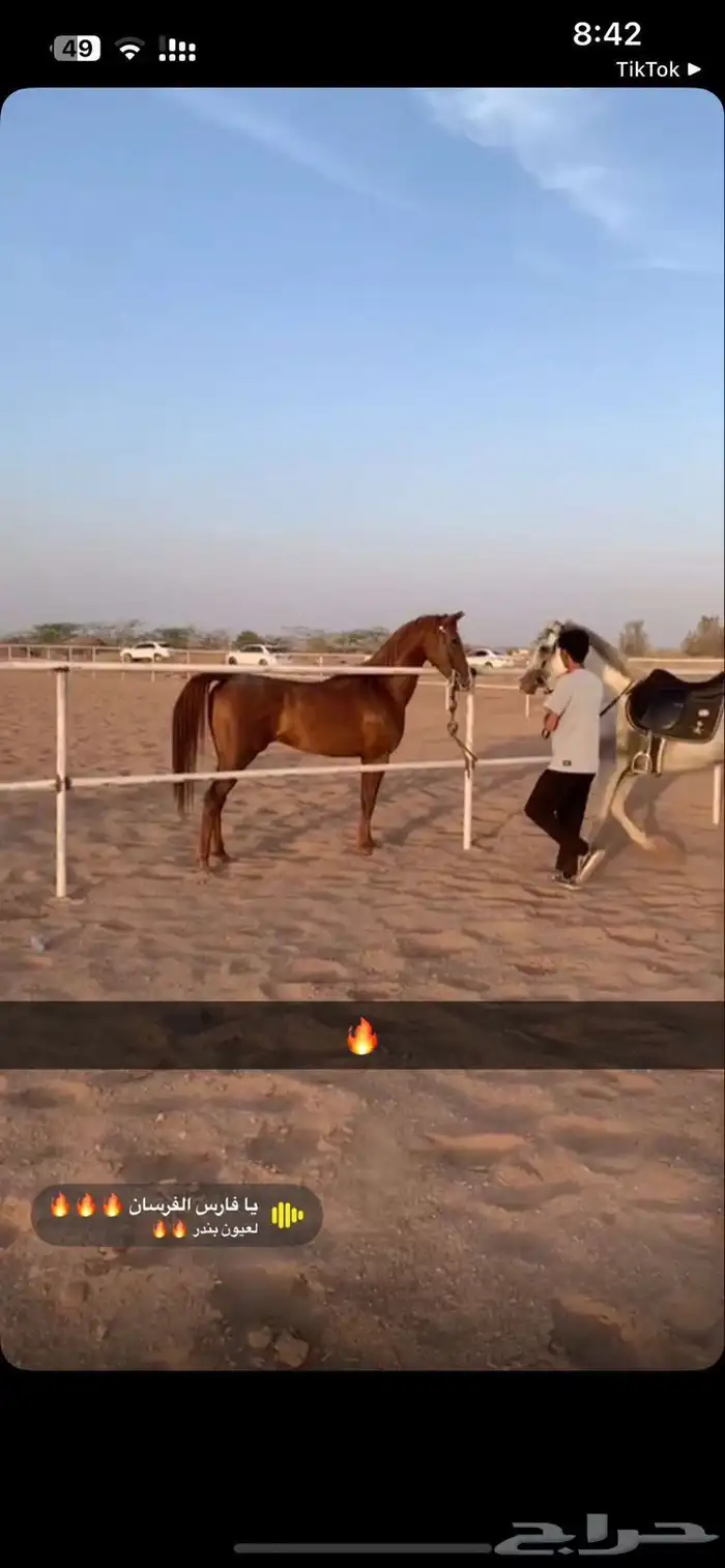 حصان شعبي طررب وحااار 0
