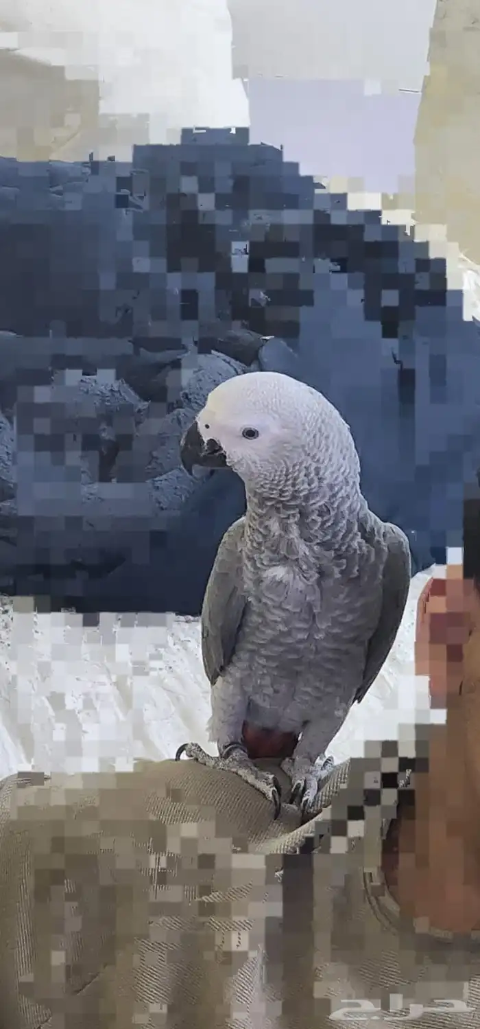 كاسكو للبيع 2