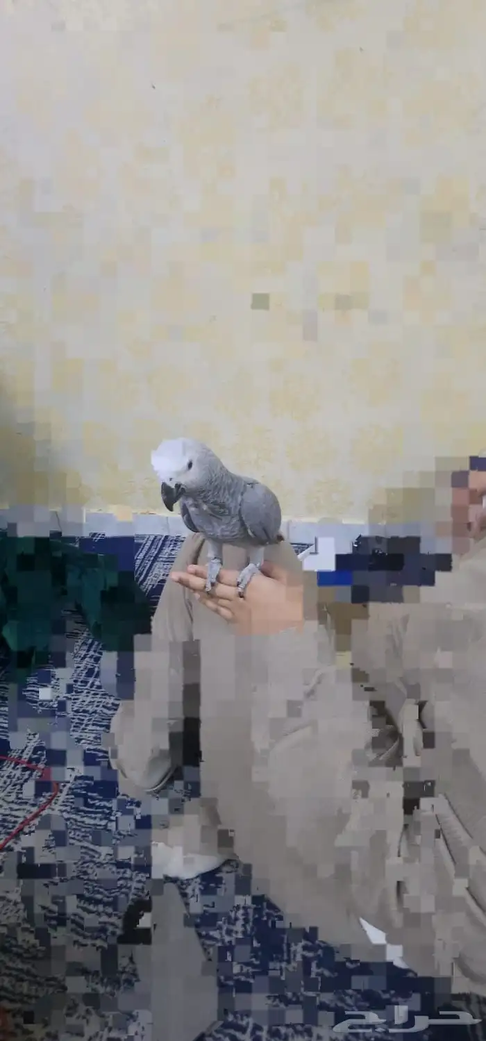 كاسكو للبيع 1