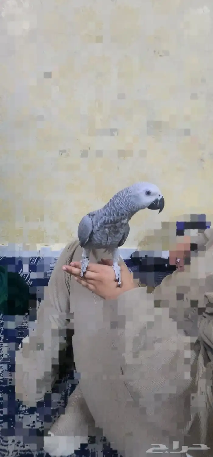 كاسكو للبيع 0