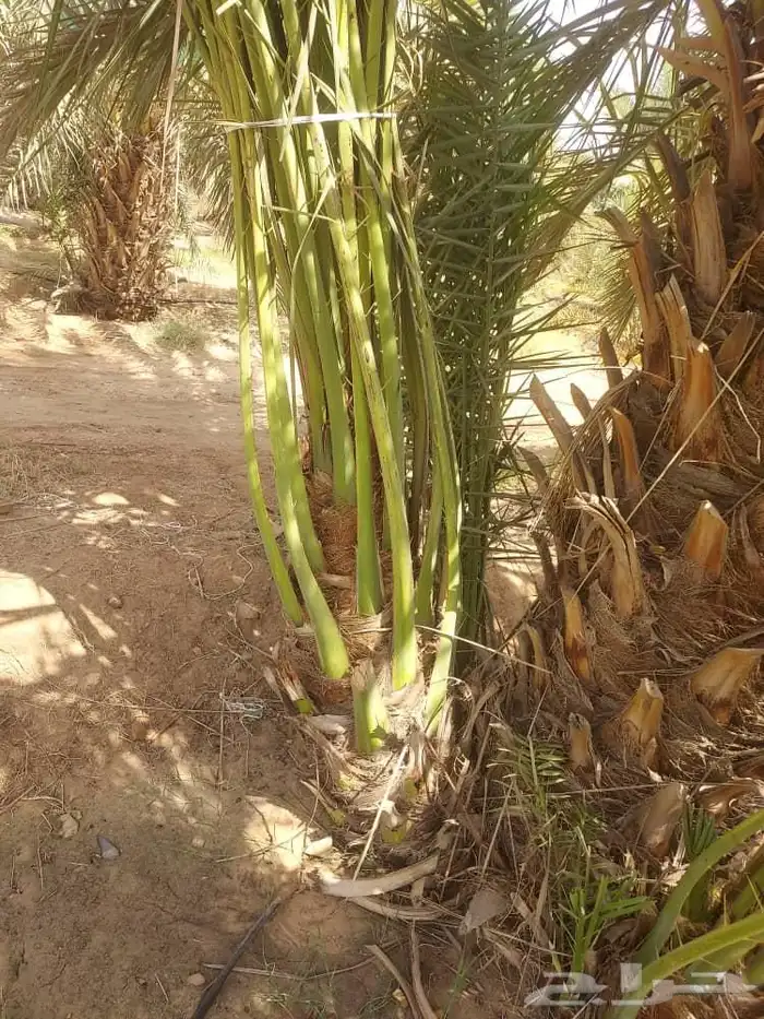 اسعد الله اوقاتكم زباين الكرام يوجد لدينا نخل طيب 1