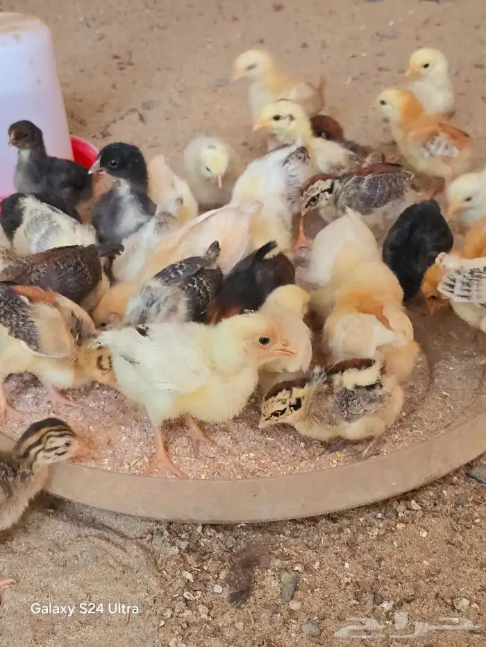 صيصان دجاج بلدي وفيومي للبيع ببيشة 1