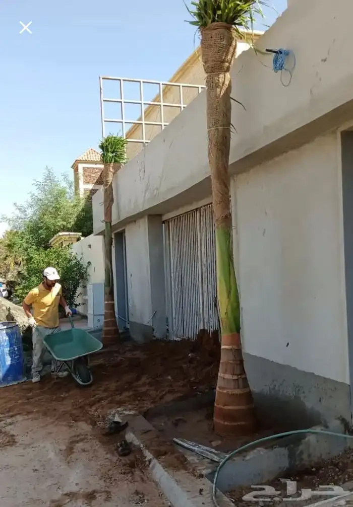 نخيل ملوكي ونخيل واشنطني بسعار مناسبه 1