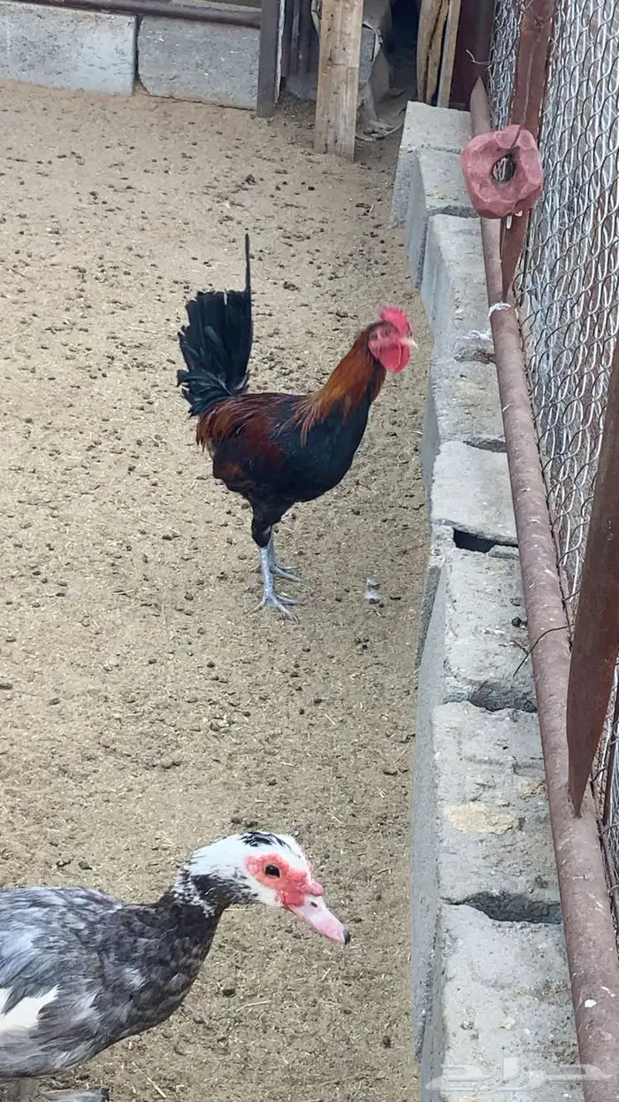 ديك بلدي للبيع 1