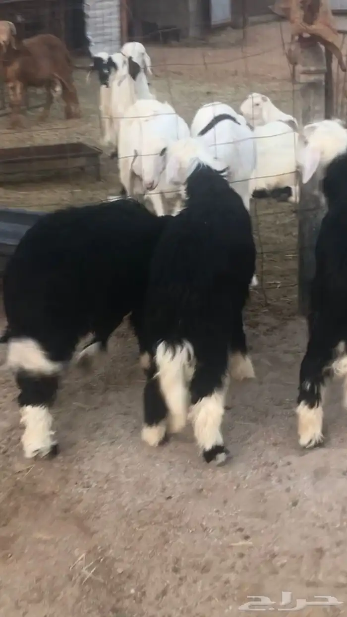 3 نجد فيهن رخلين وخروف 4-5 شهور طيبات 0
