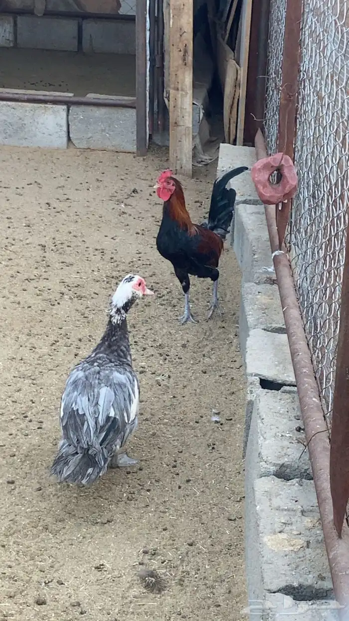 ديك بلدي للبيع 0