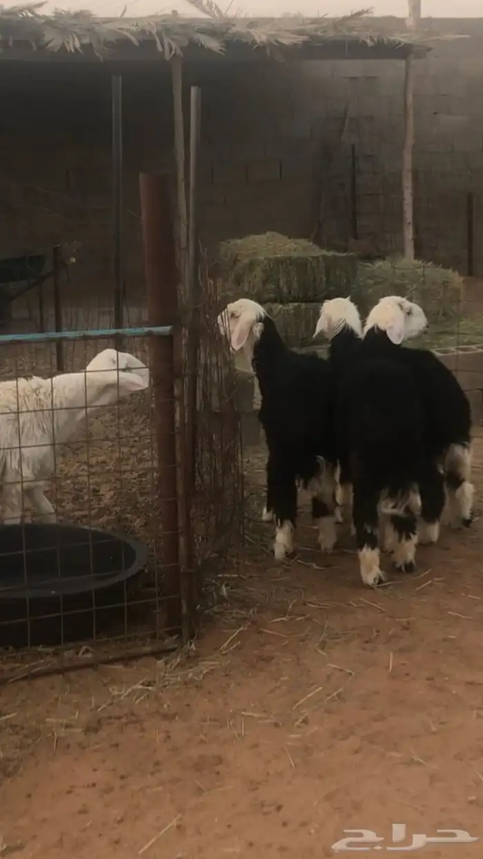 3 نجد فيهن رخلين وخروف 4-5 شهور طيبات 3