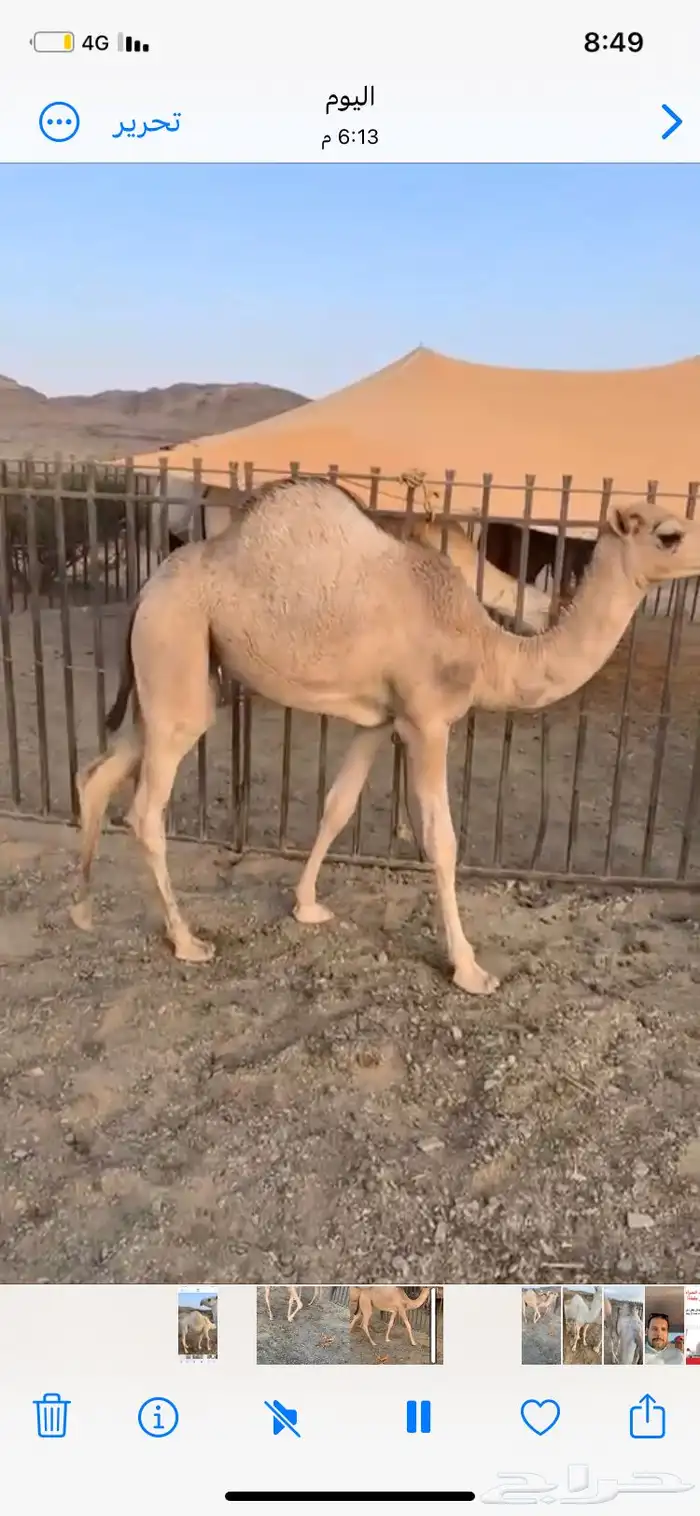 قعدان لباني على الحليب 1