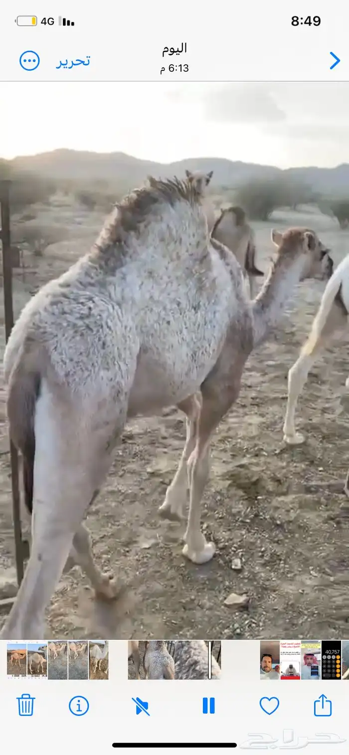 قعدان لباني على الحليب 0