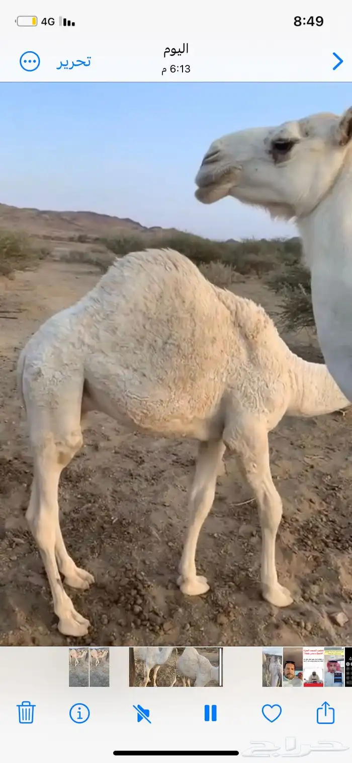 قعدان لباني على الحليب 2