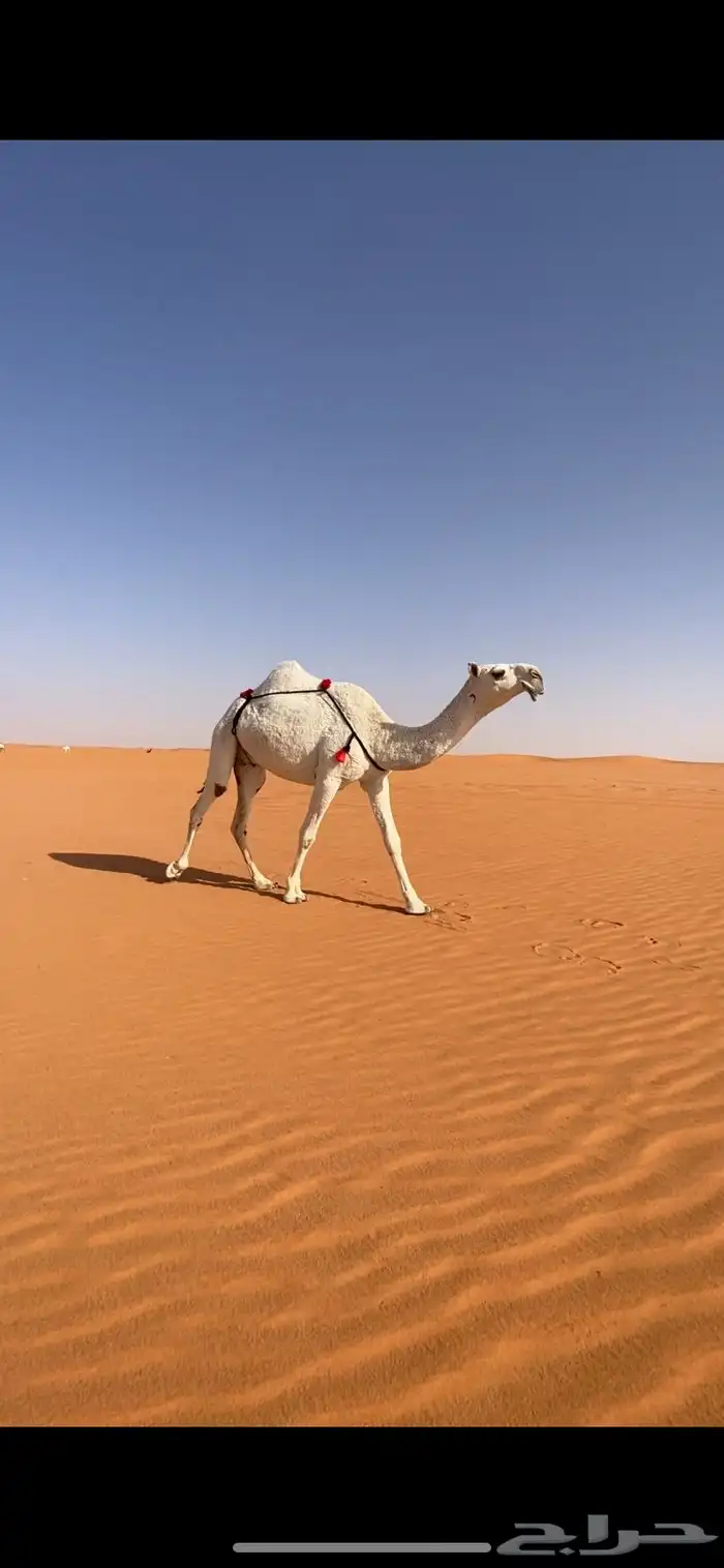 ضروبه 0