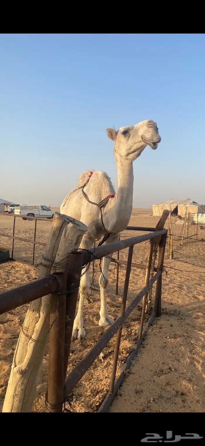 ناقة وضحا ضريبة 4