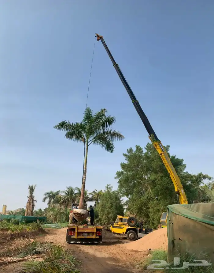 نخيل ملوكي ونخيل واشنطني بسعار مناسبه 8