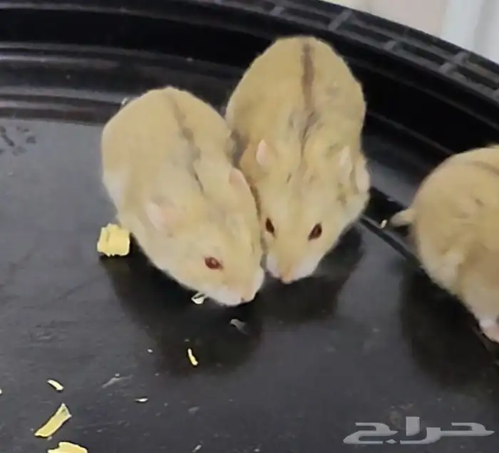 هامستر روسي بني Russian Hamster 3