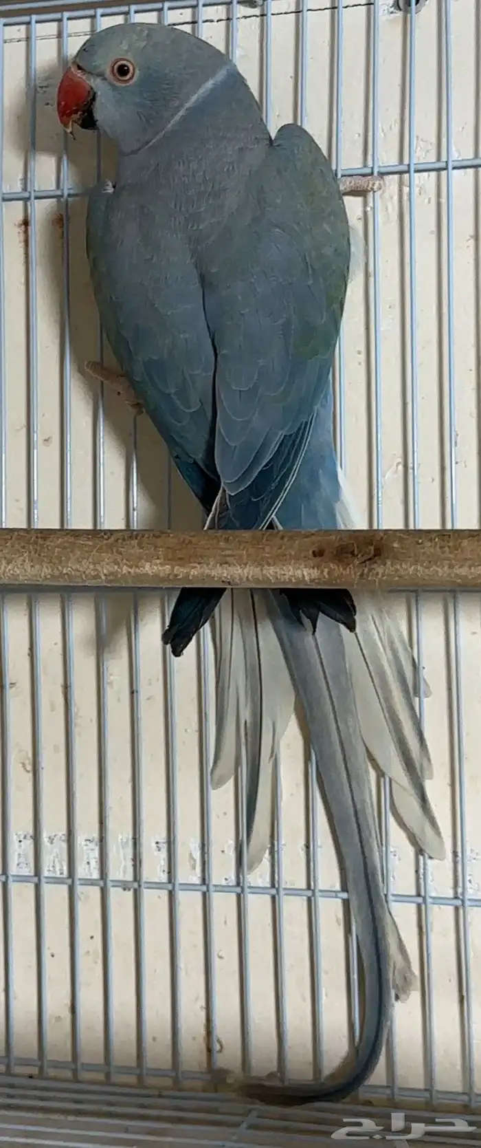 للبيع انثي دره كلير تيل فايلوت تزكواز وايت هيد 3