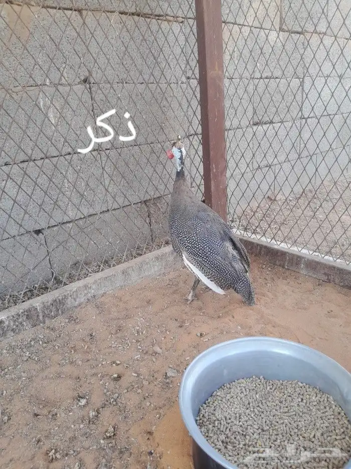 للبيع دجاج حبشي 3