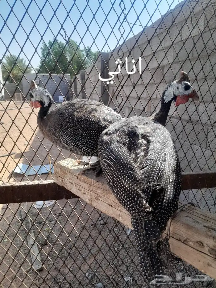للبيع دجاج حبشي 0