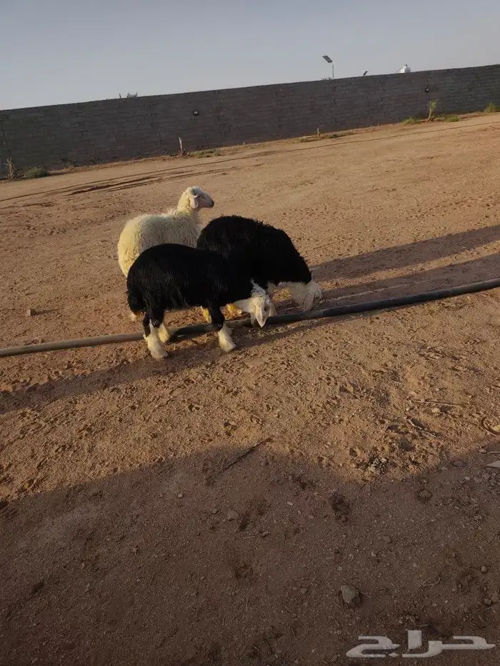 2 خرفان نجدي 1