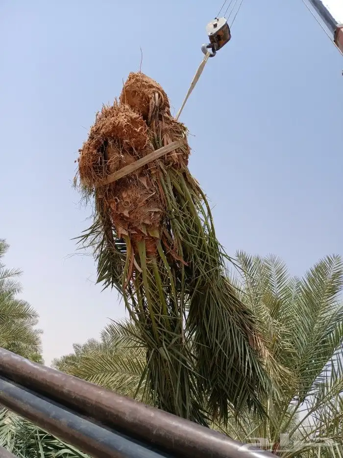 نخل للبيع نقايل فروخ فسايل نخيل صقعي مجدول سري منيفي حلوه غر 1
